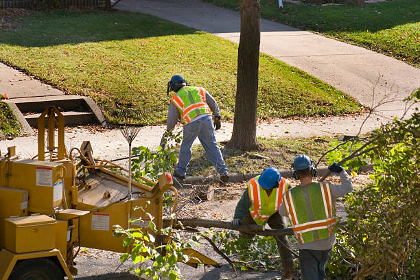 Best Tree Maintenance Programs  in Indian Hills, NM